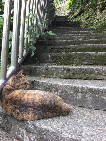 台湾猫村 猴硐 ホウトン 行ってきました かわいい猫写真 猫画像の投稿サイト ネコジルシ