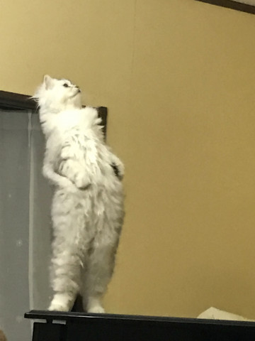 着ぐるみを着た猫 かわいい猫写真 猫画像の投稿サイト ネコジルシ