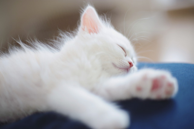 おはな スヤァ かわいい猫写真 猫画像の投稿サイト ネコジルシ