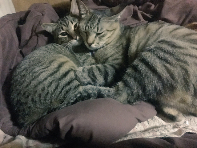 サバねこ さばねこ('-' 鯖)з - ネコ写