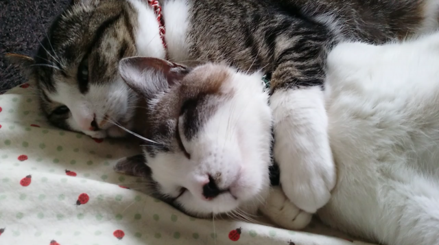 首絞めてるの？ - かわいい猫写真u0026猫画像の投稿サイト - ネコジルシ