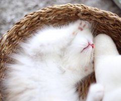 猫写真