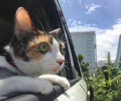 猫写真