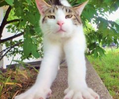 ネコ写真