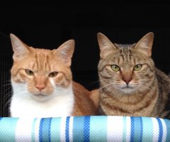 猫写真