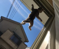猫写真