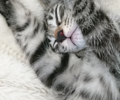 猫写真