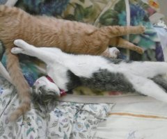 猫写真