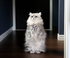 猫写真