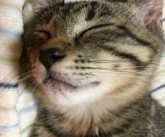 猫写真