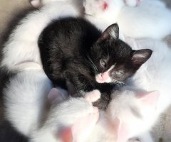 猫写真
