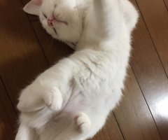 猫写真