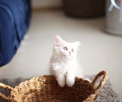 ネコ写真