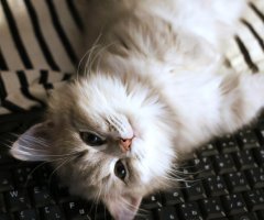猫写真
