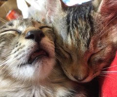 猫写真