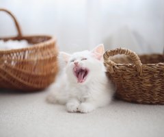 猫写真
