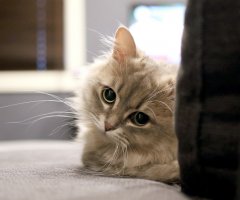 猫写真