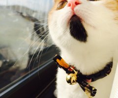 ネコ写真