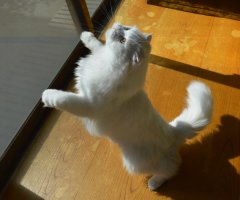 猫写真