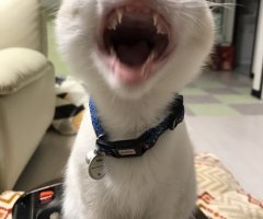 ネコ写真