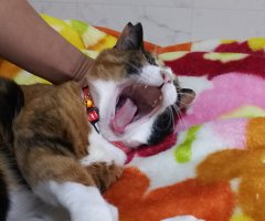 猫写真
