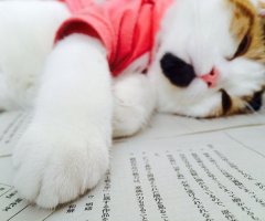 猫写真