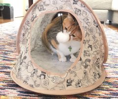 猫写真