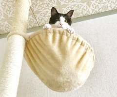猫写真