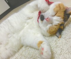猫写真