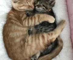 猫写真