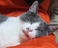 猫写真