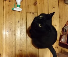 猫写真