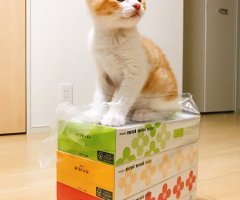 猫写真