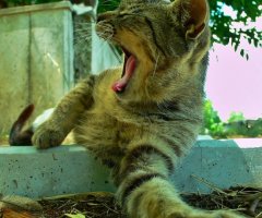 猫写真