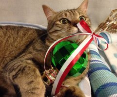 猫写真