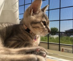 猫写真