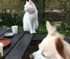 猫写真