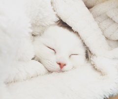 猫写真