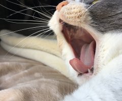 猫写真
