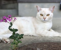 ネコ写真