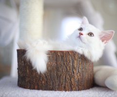 猫写真