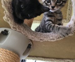 猫写真