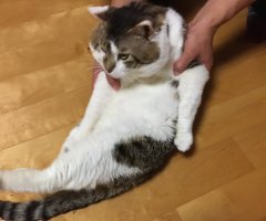 ネコ写真