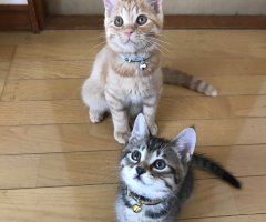 猫写真