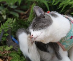 猫写真