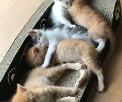 猫写真
