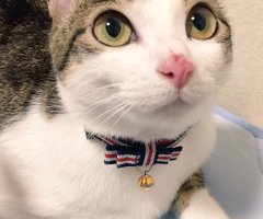 猫写真