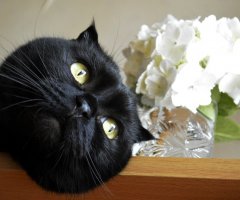 猫写真