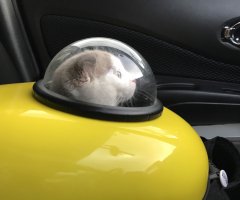 猫写真
