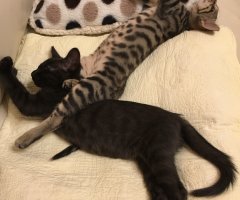 猫写真